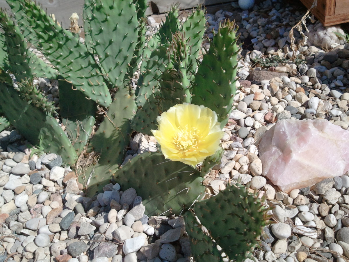 Growing Prickly Pear Cactus