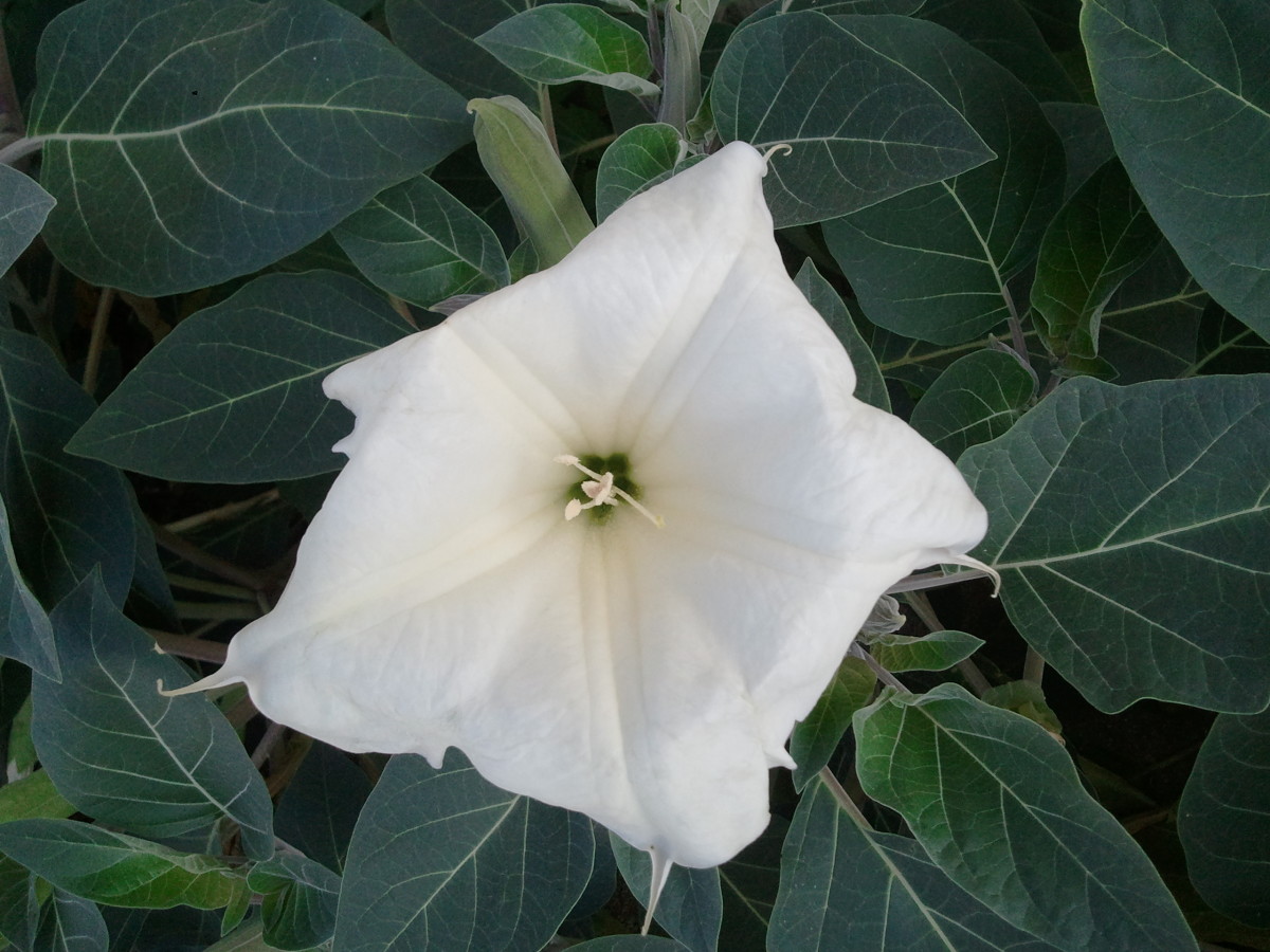 The large trumpet flower of the Datura