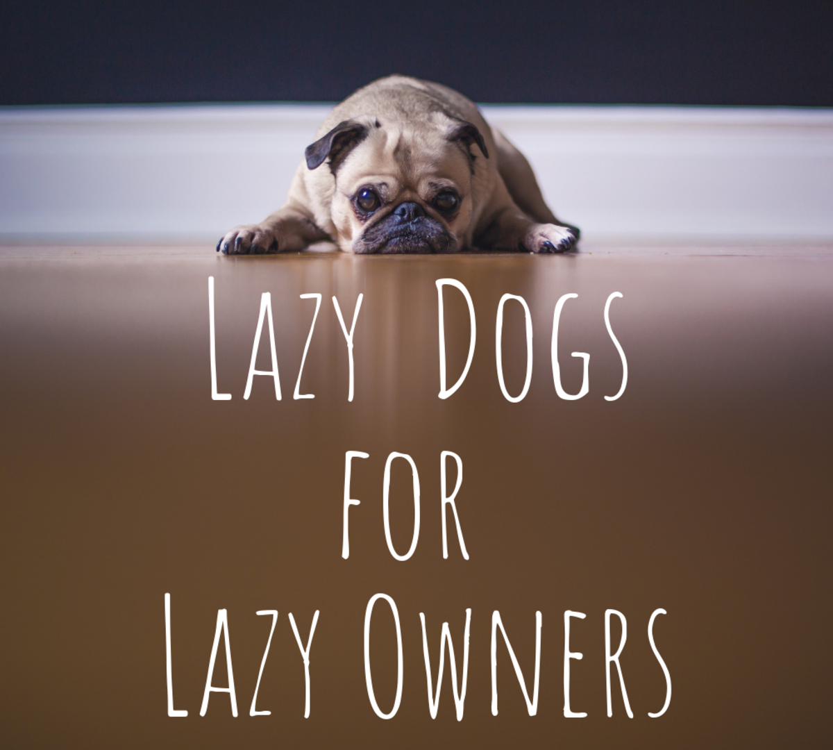 top-five-dog-choices-for-slackers