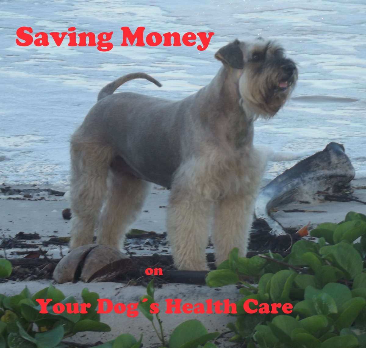 how much money should you have saved before getting a dog