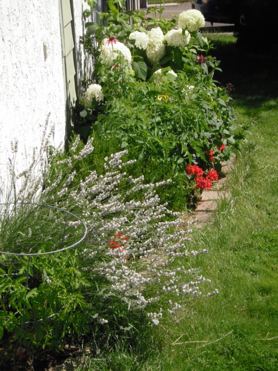 White lavender, red geraniums, white hydrangeas beside ripening tomatoes in a south-facing border.