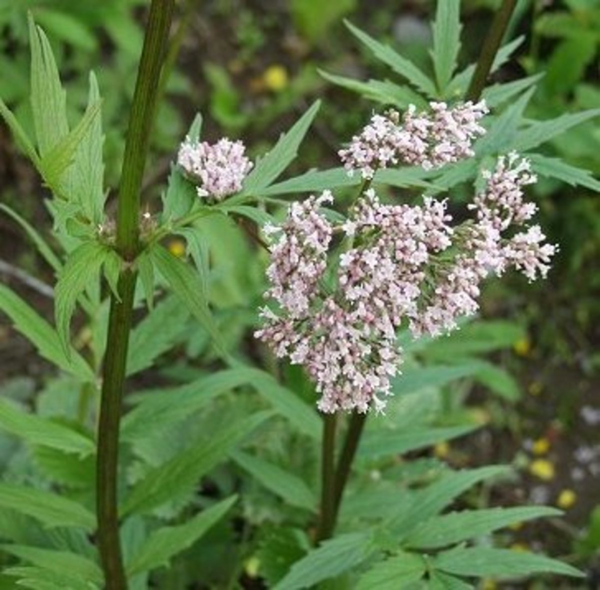 How to Grow Common Valerian (Valeriana Officinalis) - Dengarden - Home and Garden