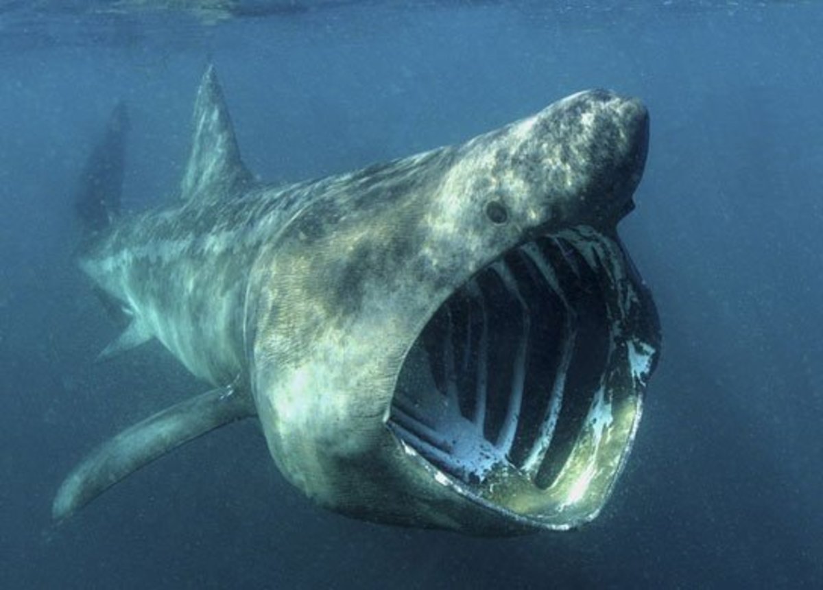 Facts About Basking Sharks