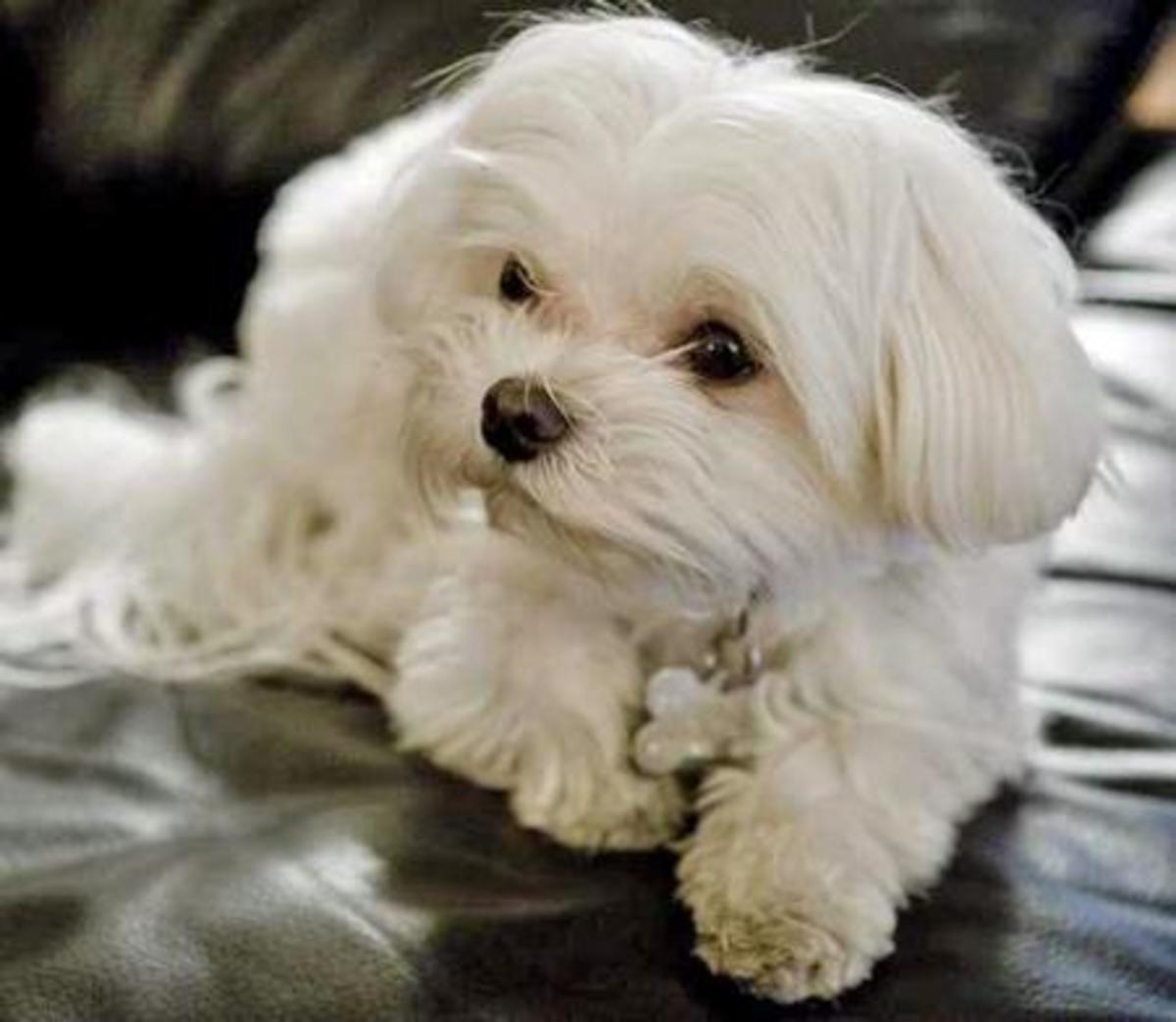 A Maltese guarding his couch.