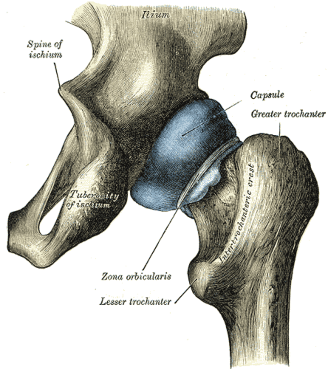Hip capsule enveloping the ball and socket hip joint