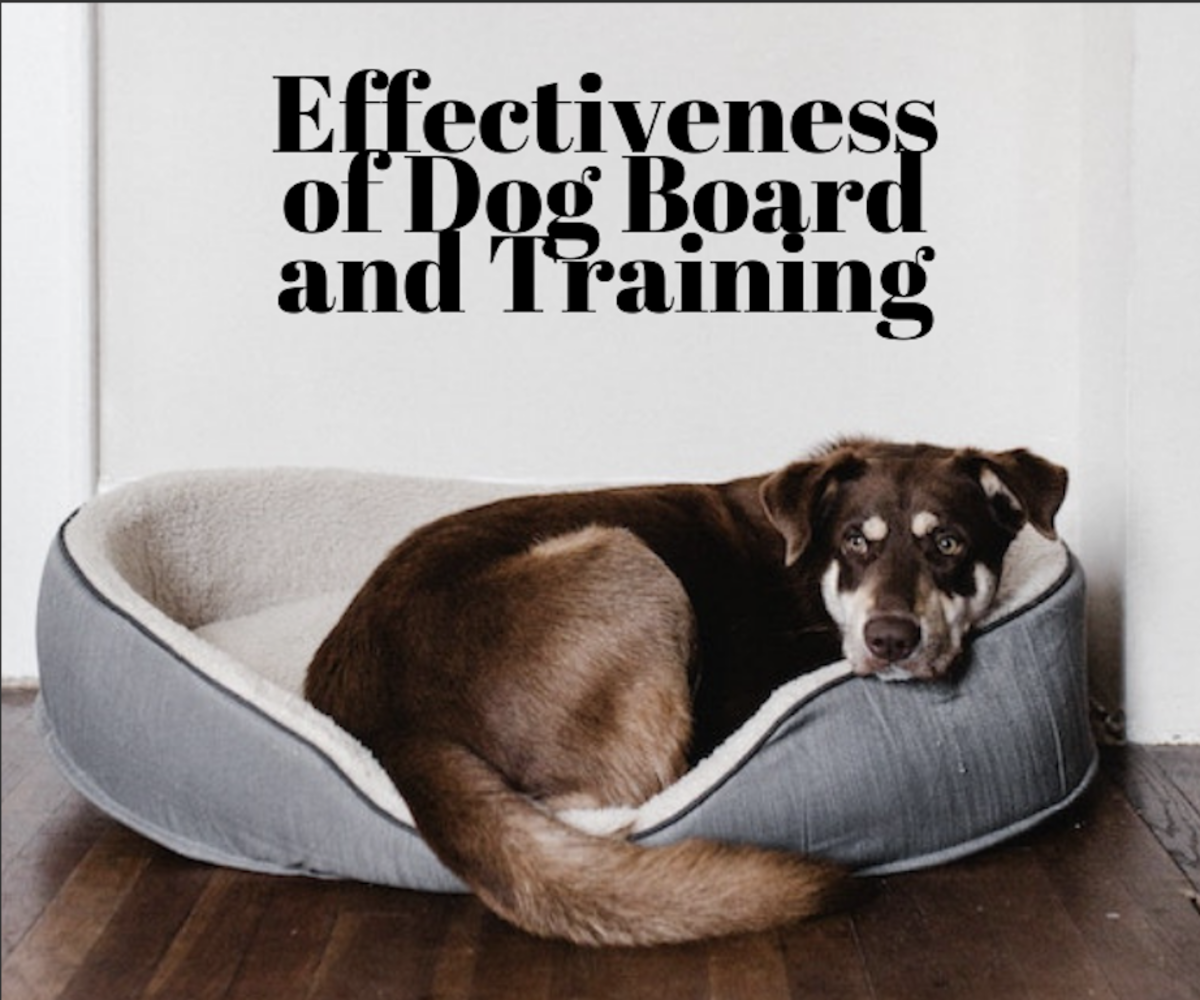 dog obedience training boarding