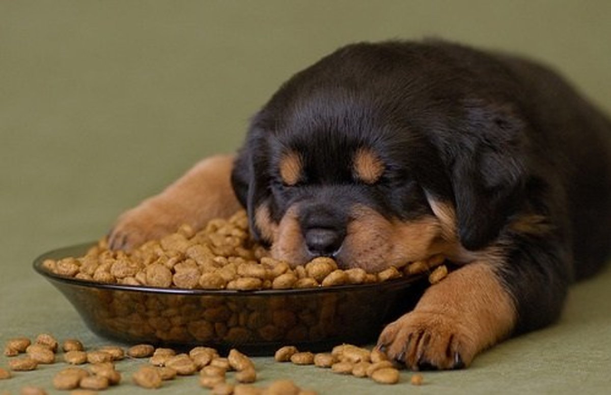 Is commercial kibble going to keep your dog alive any longer?