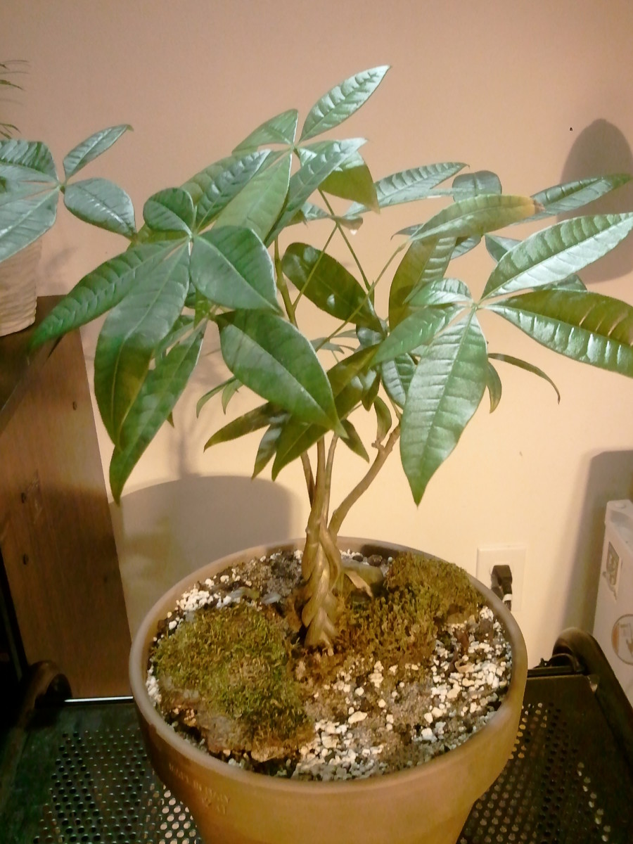 How to Care for Money Trees
