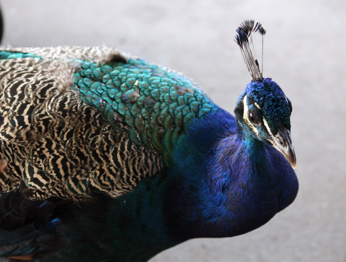 Why You Shouldn't Feed Junk Food to the Peacocks at the Zoo