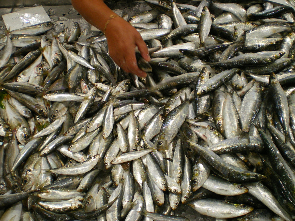 Fresh sardines (Loulé market - Algarve)