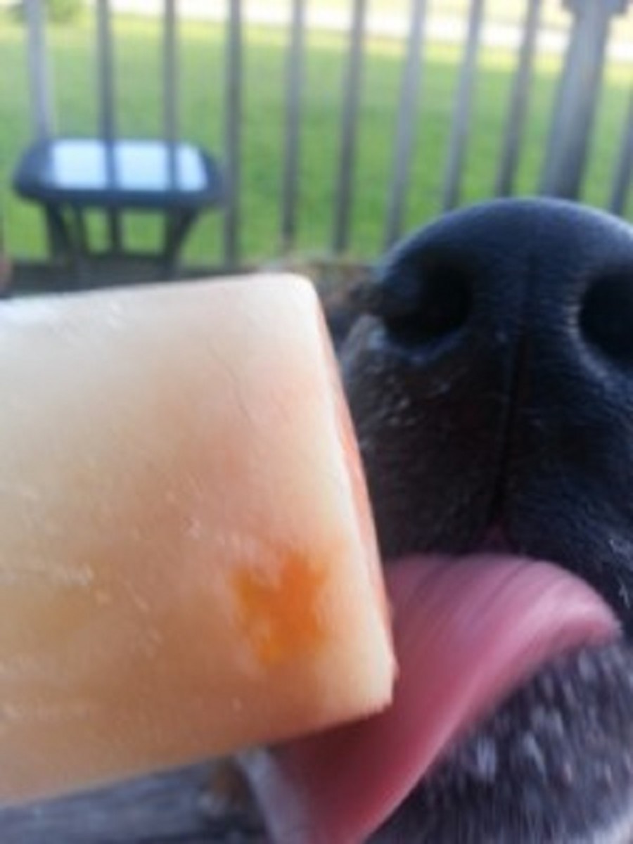 doggy-popsicles-for-the-dog-days-of-summer