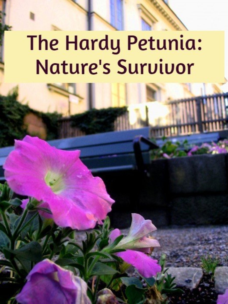 All About the Different Types of Petunias