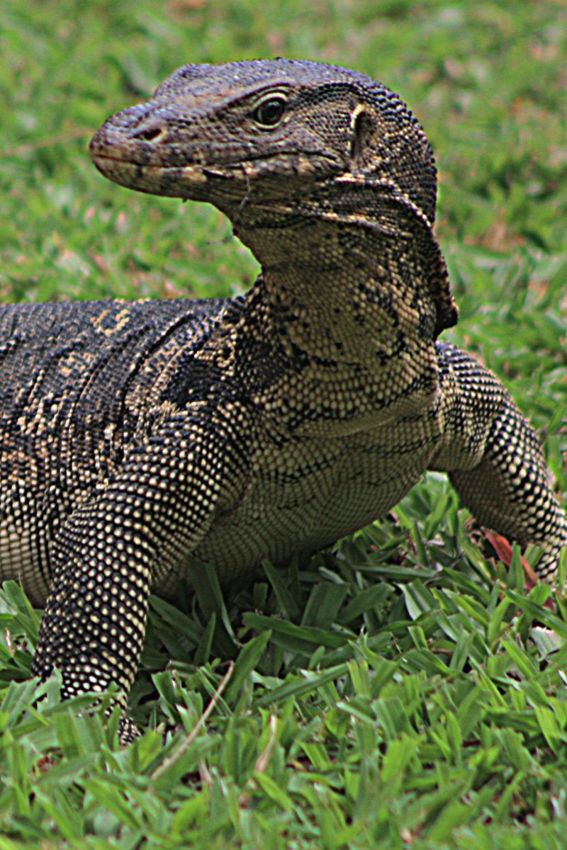 The Asian Water Monitor