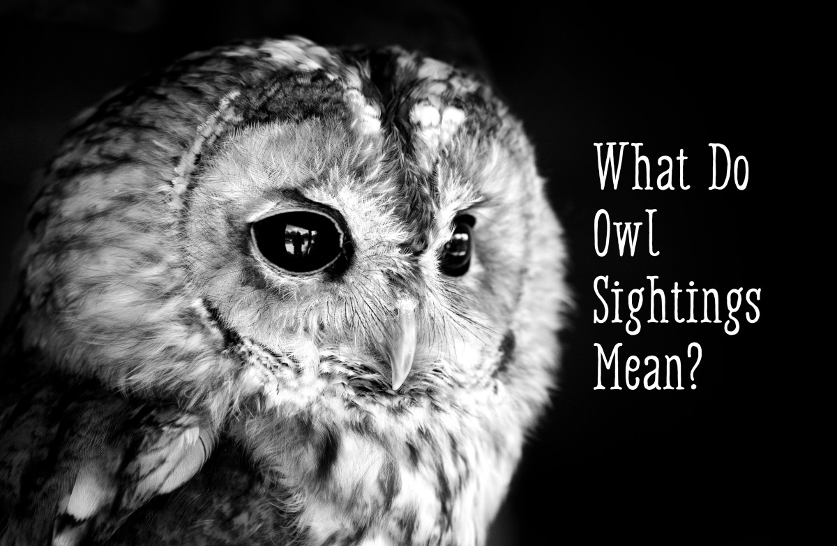 Owl Symbolism What Does It Mean When You See An Owl Exemplore