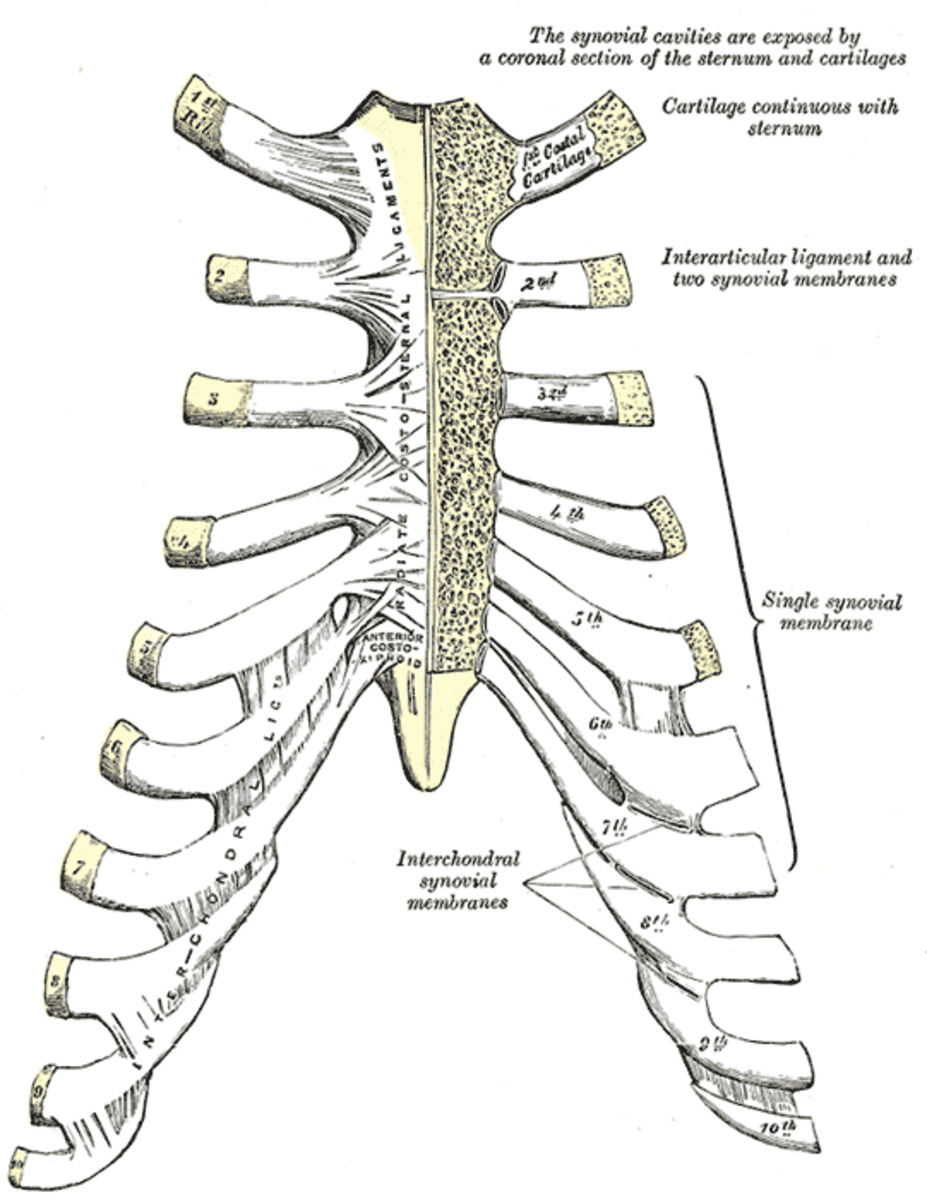 Sternum and costal joints from Gray's Anatomy.