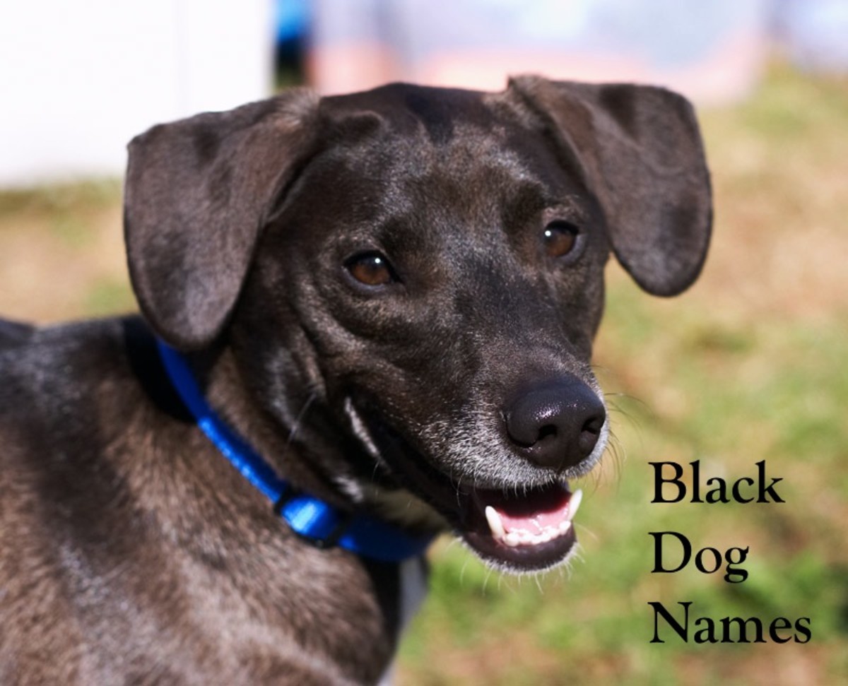 what do you name a little black dog