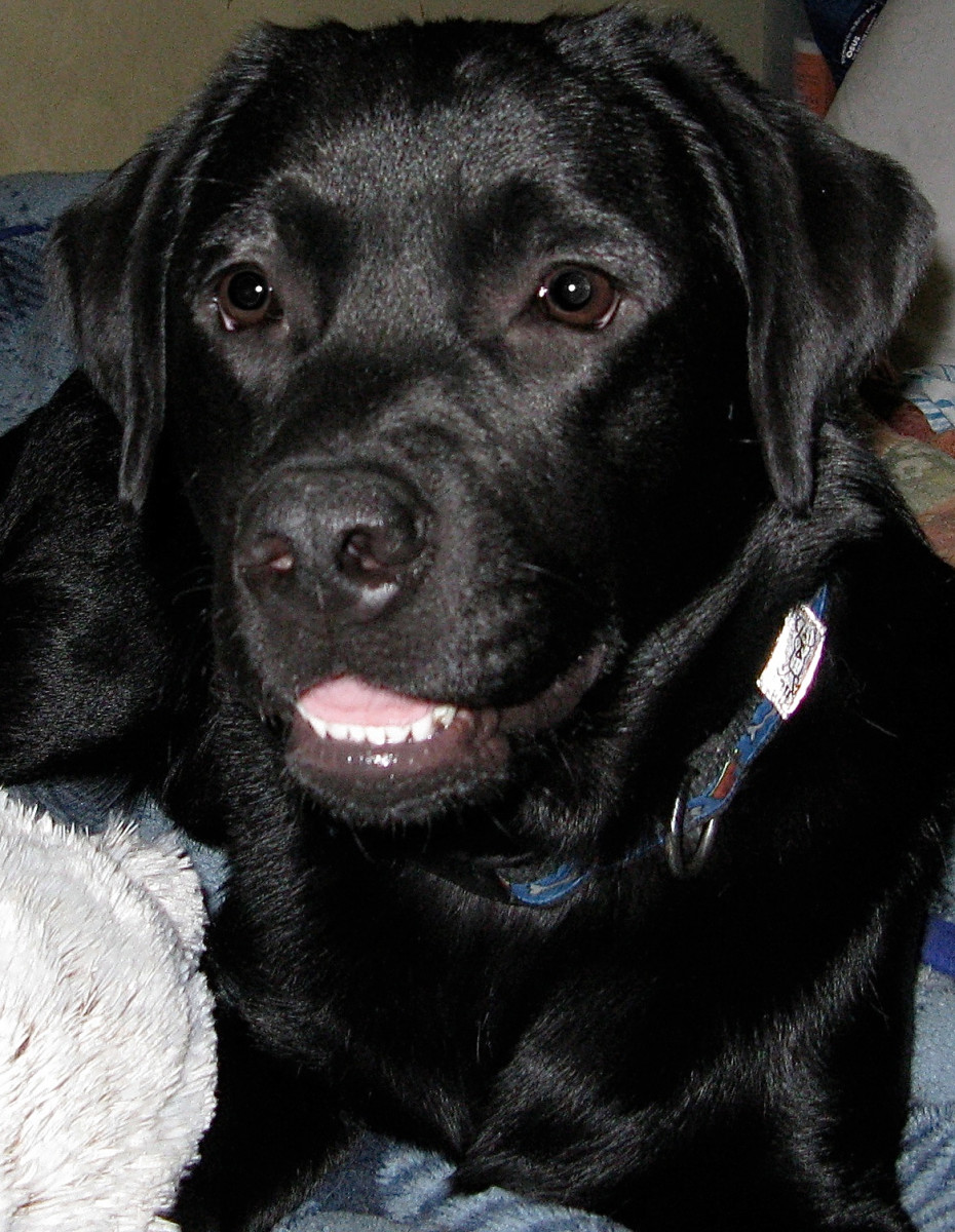 Misha, my Labrador retriever
