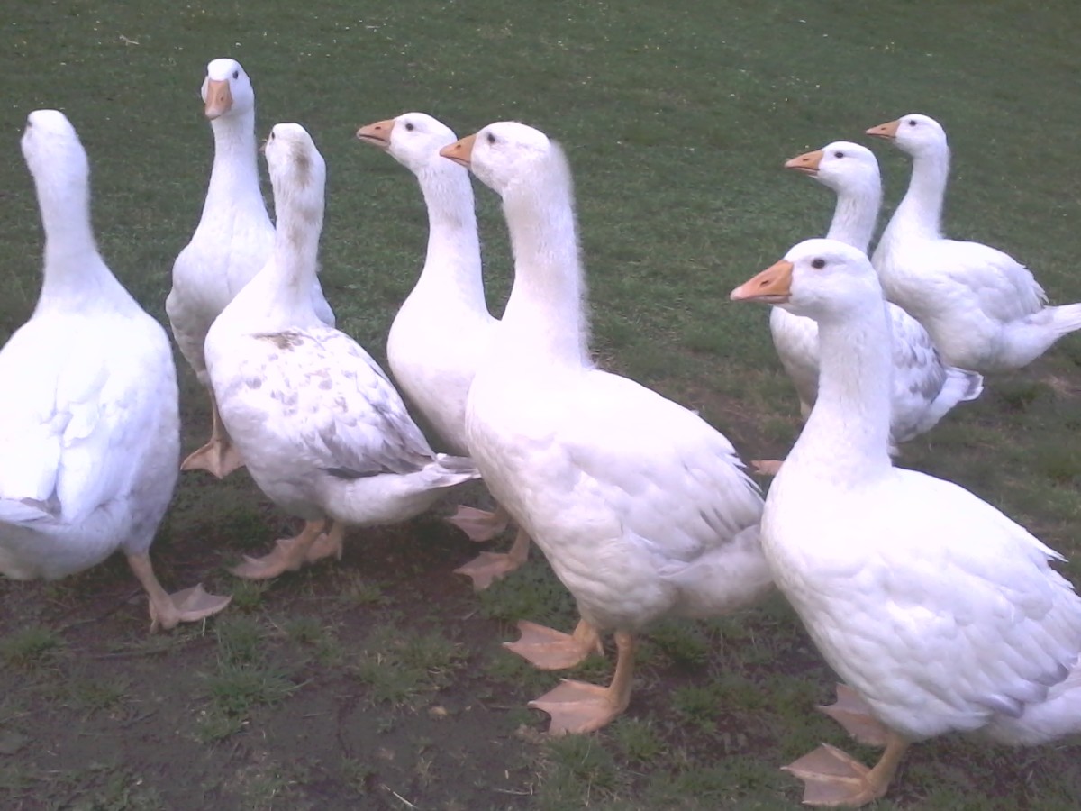 My gaggle of Embden Geese