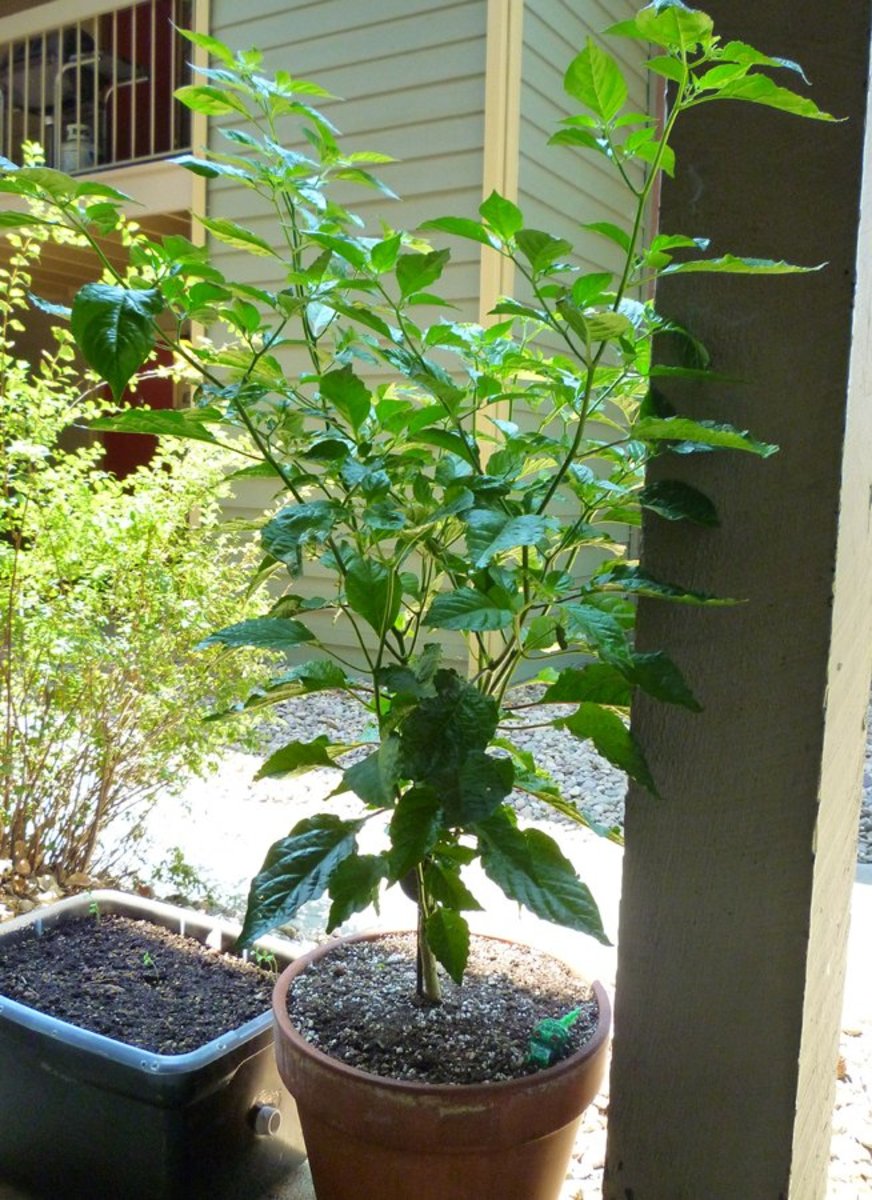 Pepper Plant Blossom Drop Causes and Prevention