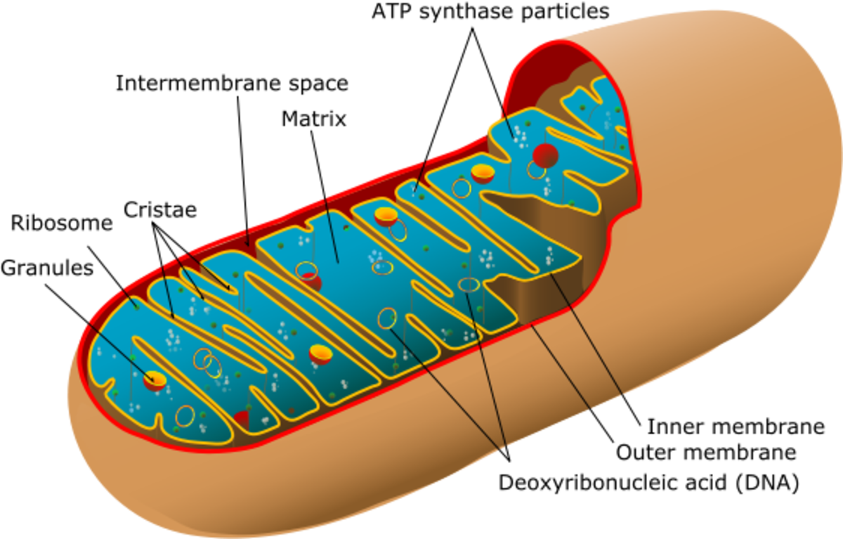 Supplements that Boost Mitochondrial Biogenesis