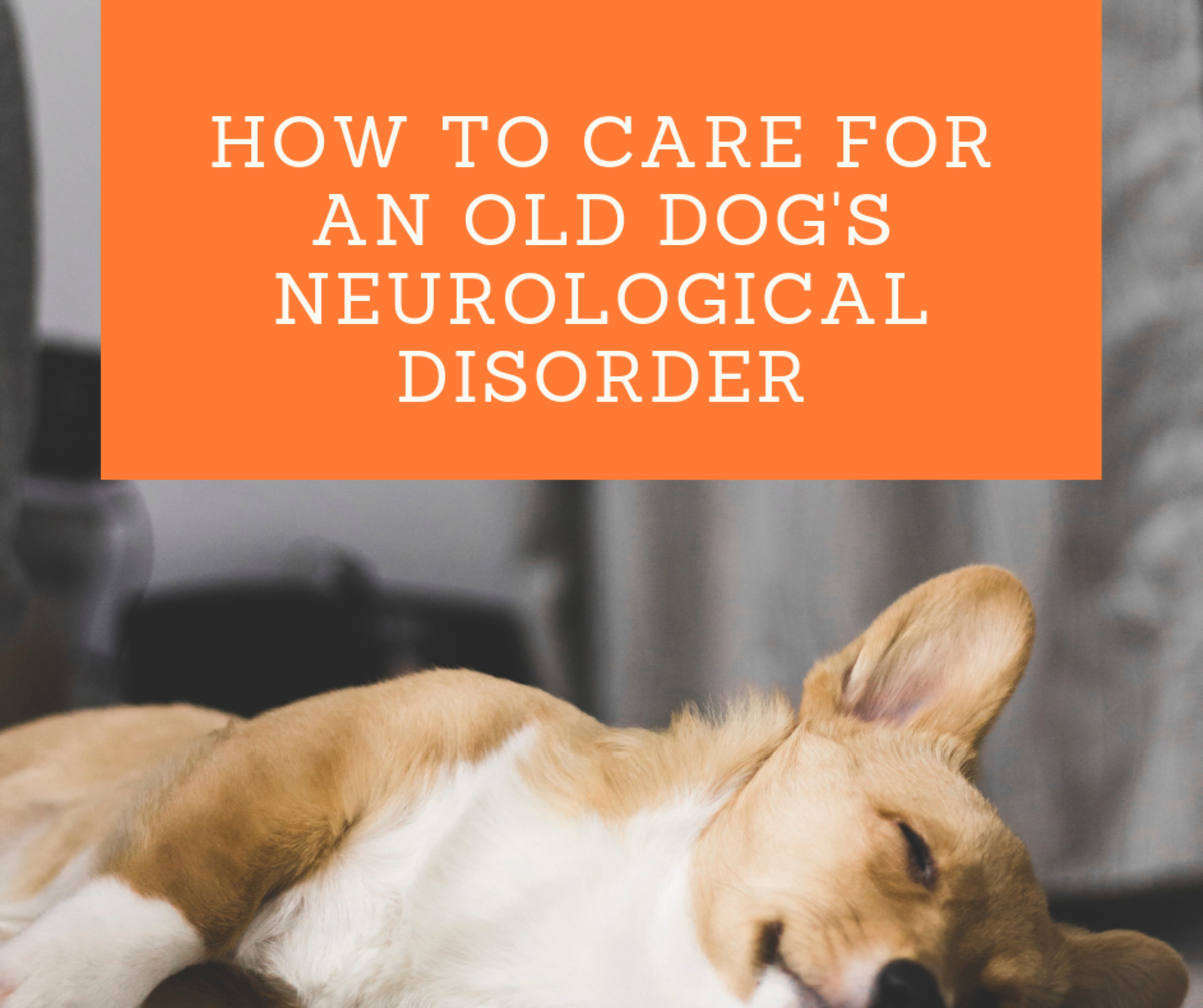 how do dogs get neurological disorders