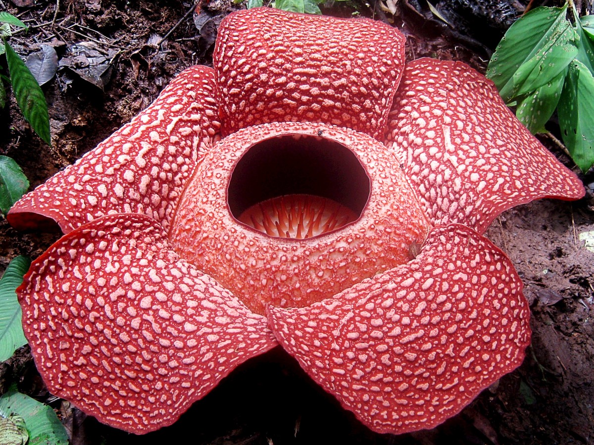 Rafflesia arnoldii is a species of corpse flower and a parasitic plant.