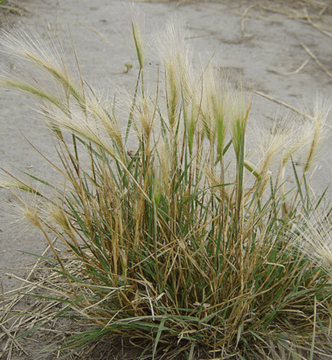Foxtails pose a serious danger to dogs