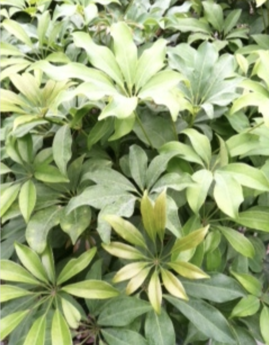 Learn how to water and maintain Schefflera, also called Umbrella Plant, Arboricola, and Amate.