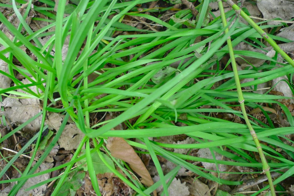Edible Wild: You Can Eat Wild Onion Grass and Wild Garlic
