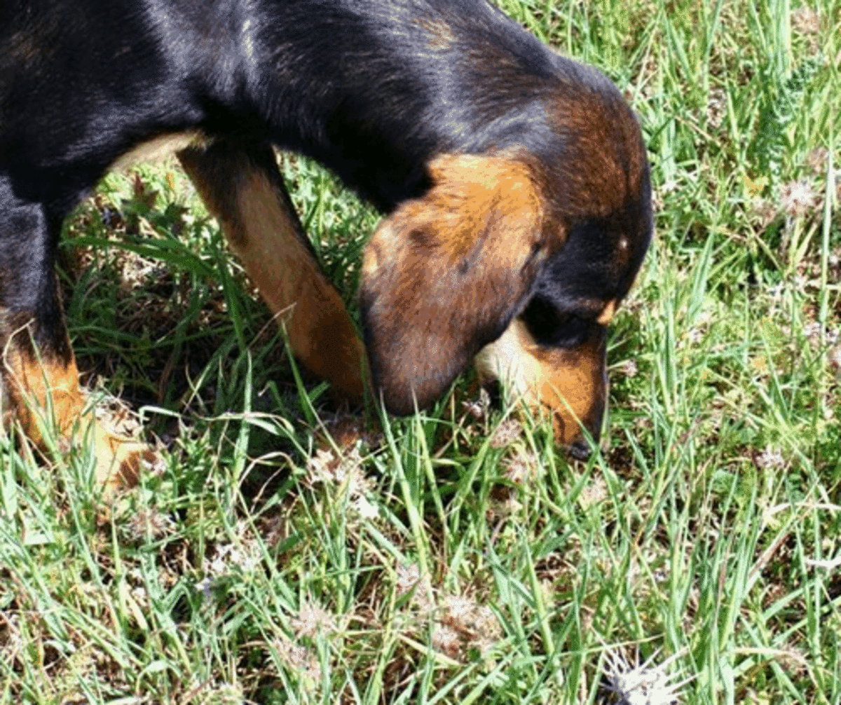 A vomiting dog often seeks grass to help them vomit. 