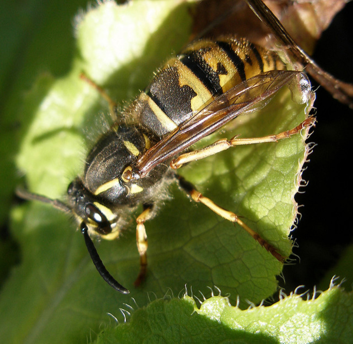 Does Mothballs Get Rid Of Wasp