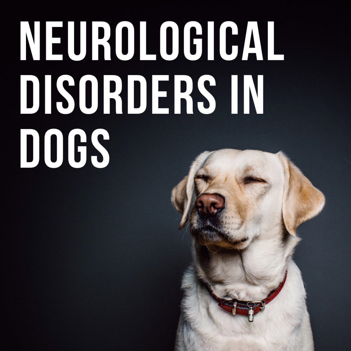 Can Dogs Recover From Neurological Problems