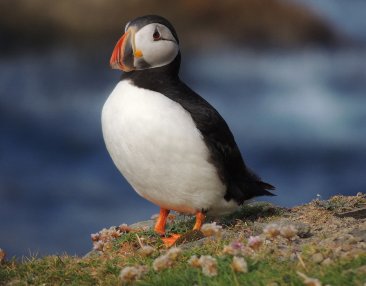 Puffin information for kids