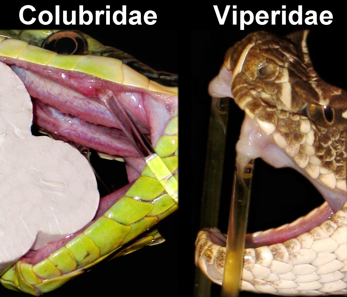 An Argentine Racer (Philodryas patagoniensis; family Colubridae) produces clear venom while a Prairie Rattlesnake (Crotalus viridis viridis; family Viperidae) produces yellow/gold venom, indicating the presence of LAAO in the viperid's venom.