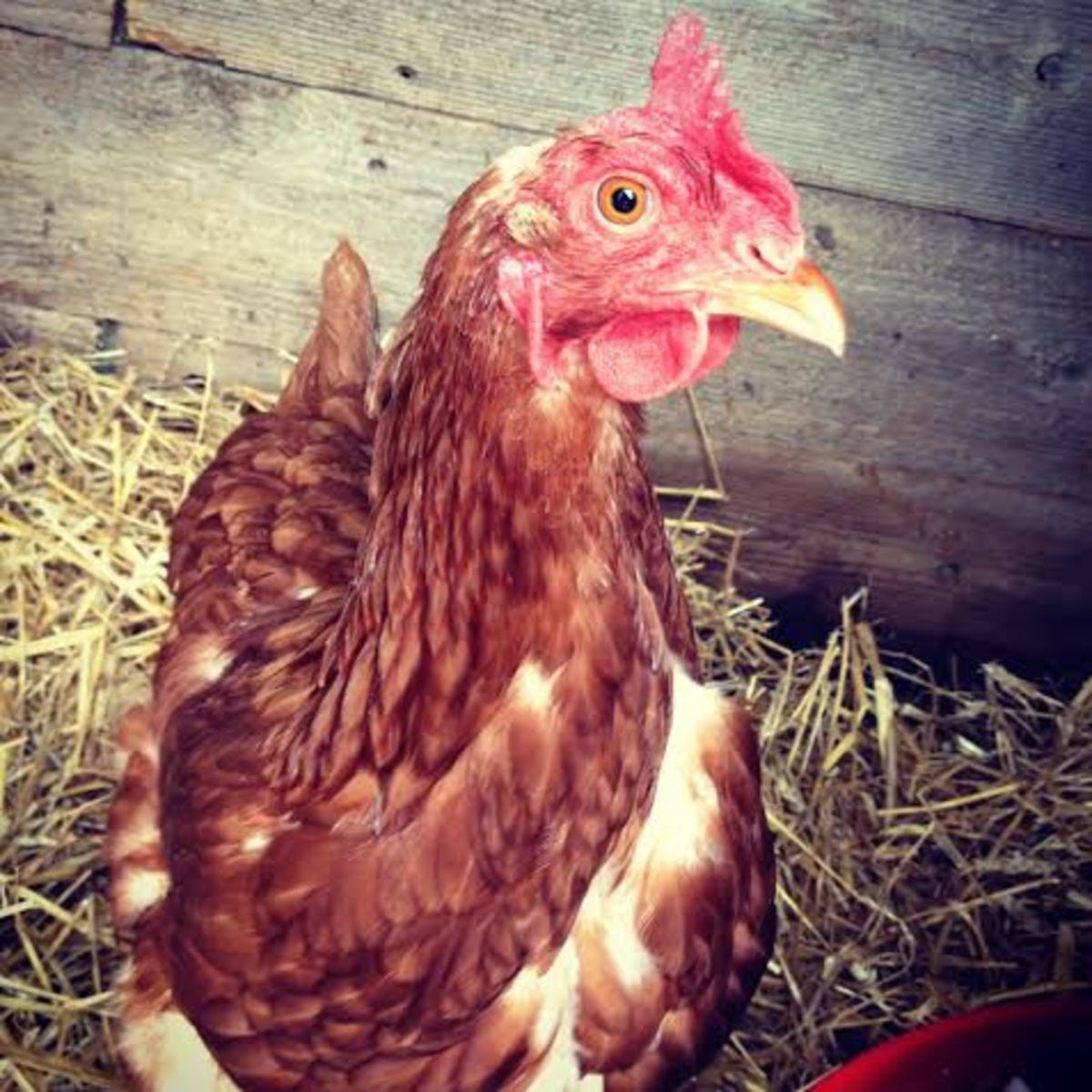 One of our Golden Comet hens, Dumpling, running around inside our coop.