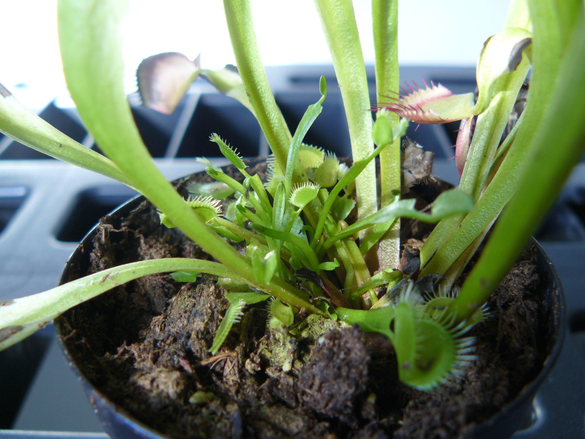 Facts and Myths About Caring for a Venus Flytrap Indoors