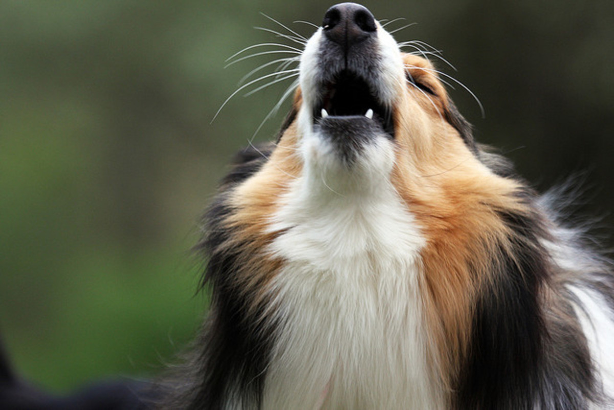 Shelties are a dog breed that loves to bark.