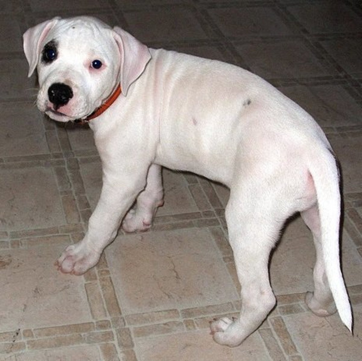 Dogo Argentino, Dog Breed, Description, Temperament, & Facts