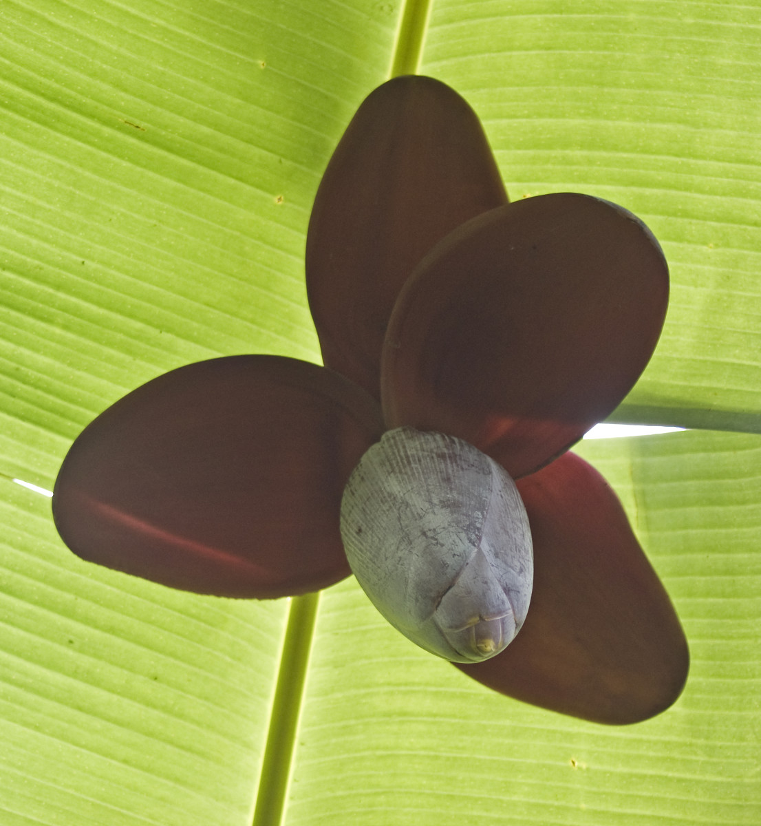 The sepals of a plantain flower opening under the shade of a leaf.