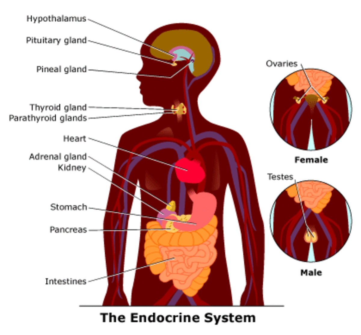 The Heart as an Endocrine Gland