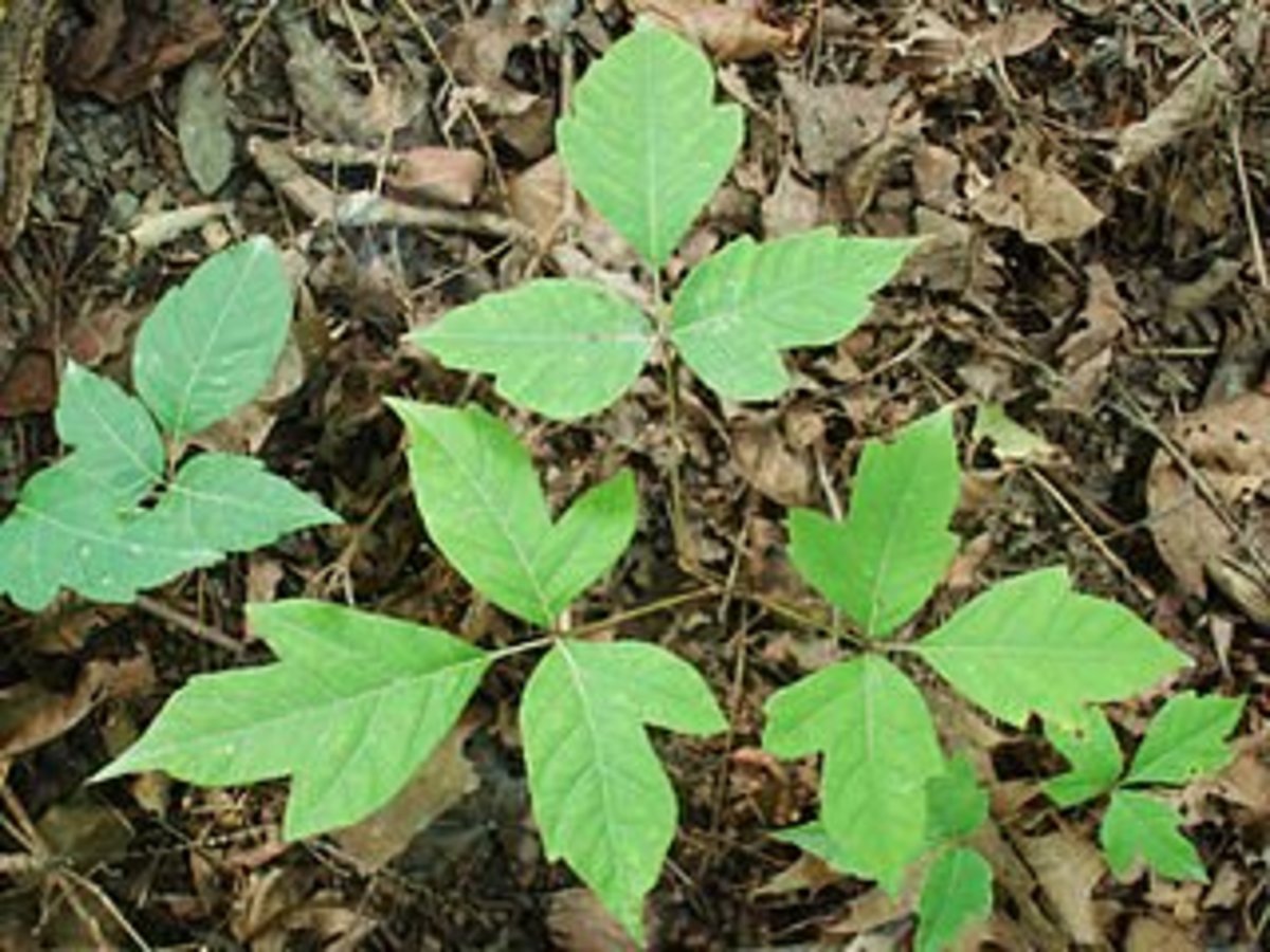 Poison ivy plant. Don't touch!