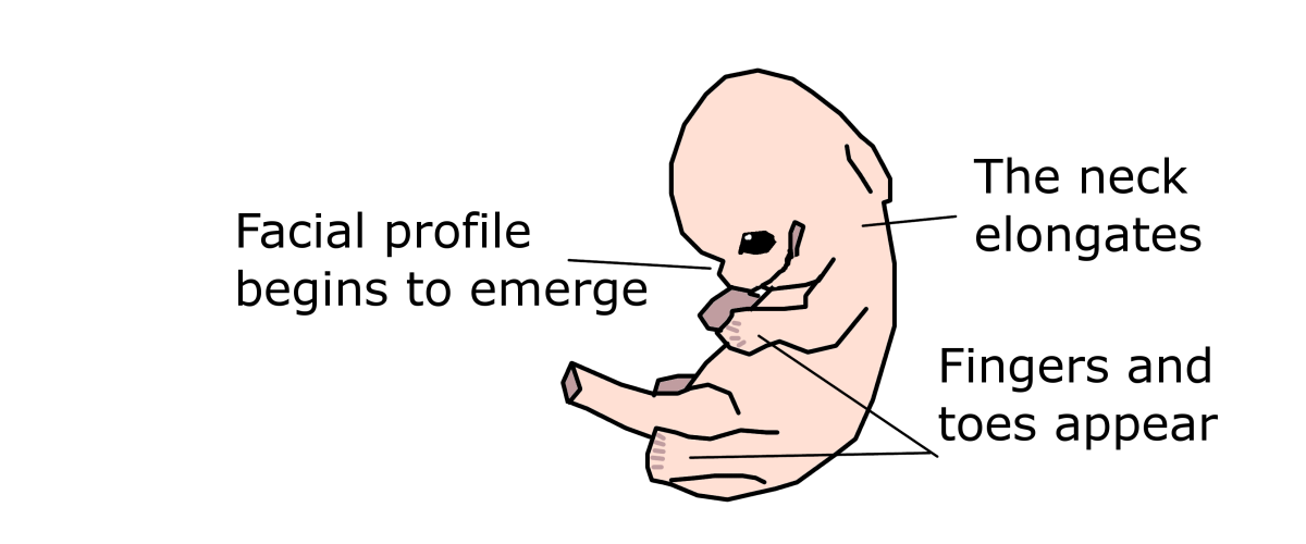 The embryo's proportions begin to change in the 8th week of pregnancy, and webbed fingers and toes appear.