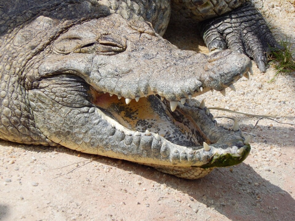 Holding the mouth open for a long time can cause a dry mouth as water from saliva evaporates. (This crocodile is gaping to cool him or herself down.)