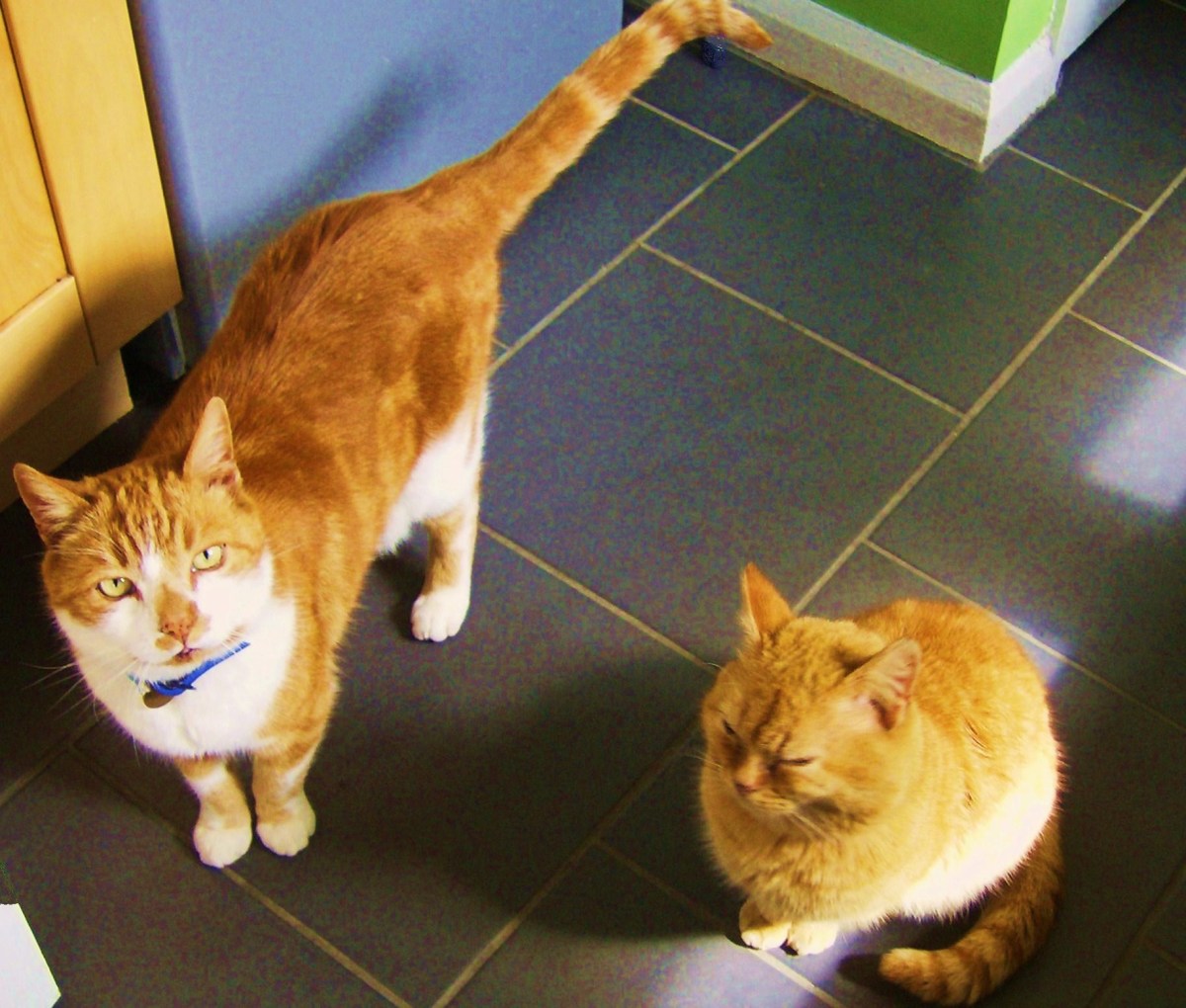 Pair of ginger cats.