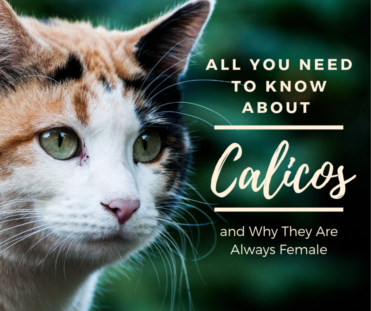 Why are most calicos female? And why are they called "money cats"?