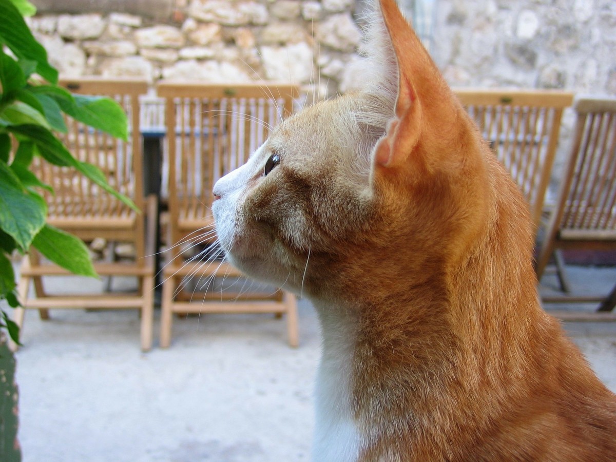 Picture of 5 Steps to Reduce Your Cat's Anxiety and Stress - HubPages