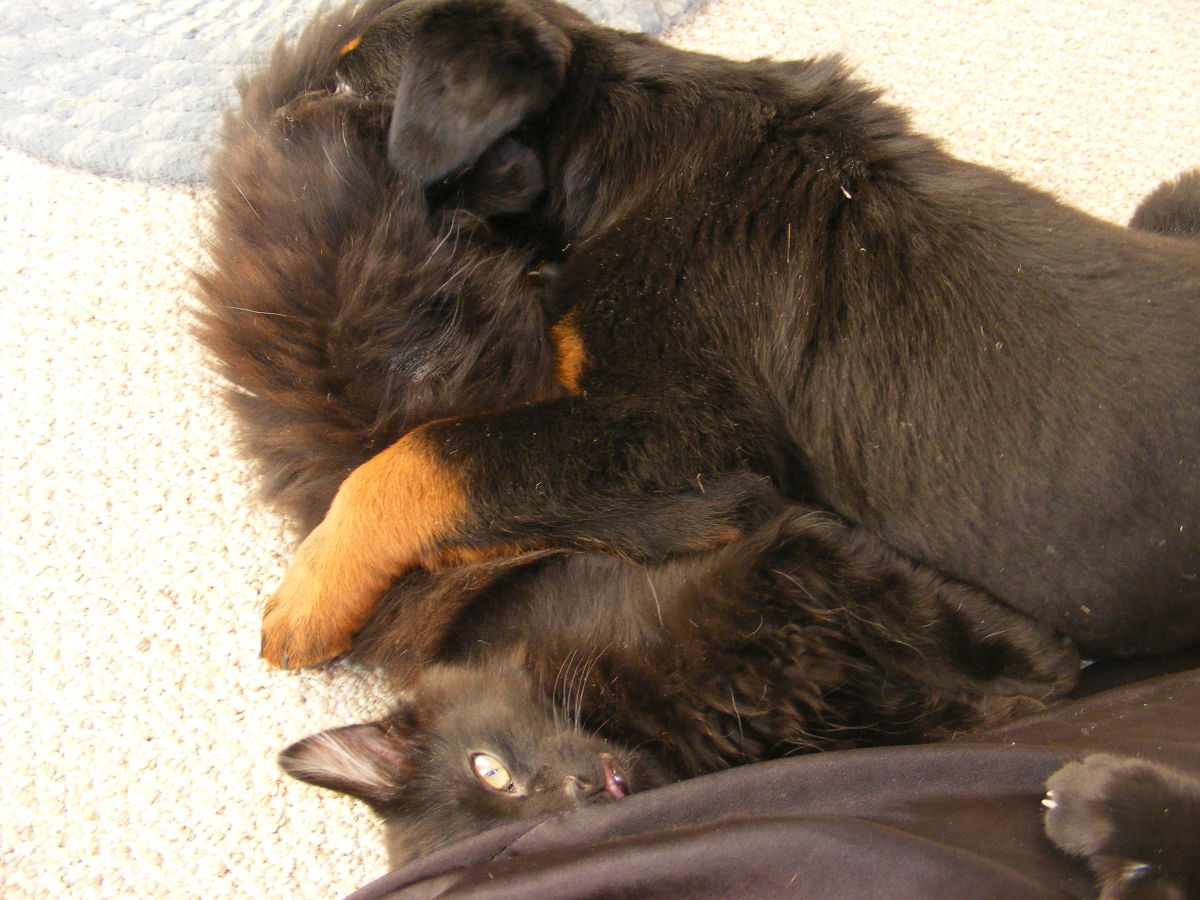 Is your cat attacking your dog?
