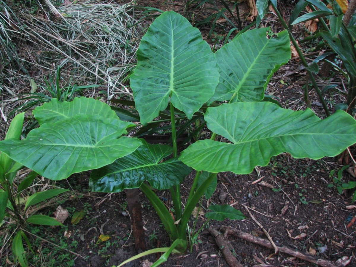 A healthy young Cunjevoi Lily (Alocasia brisbanensis) plant.