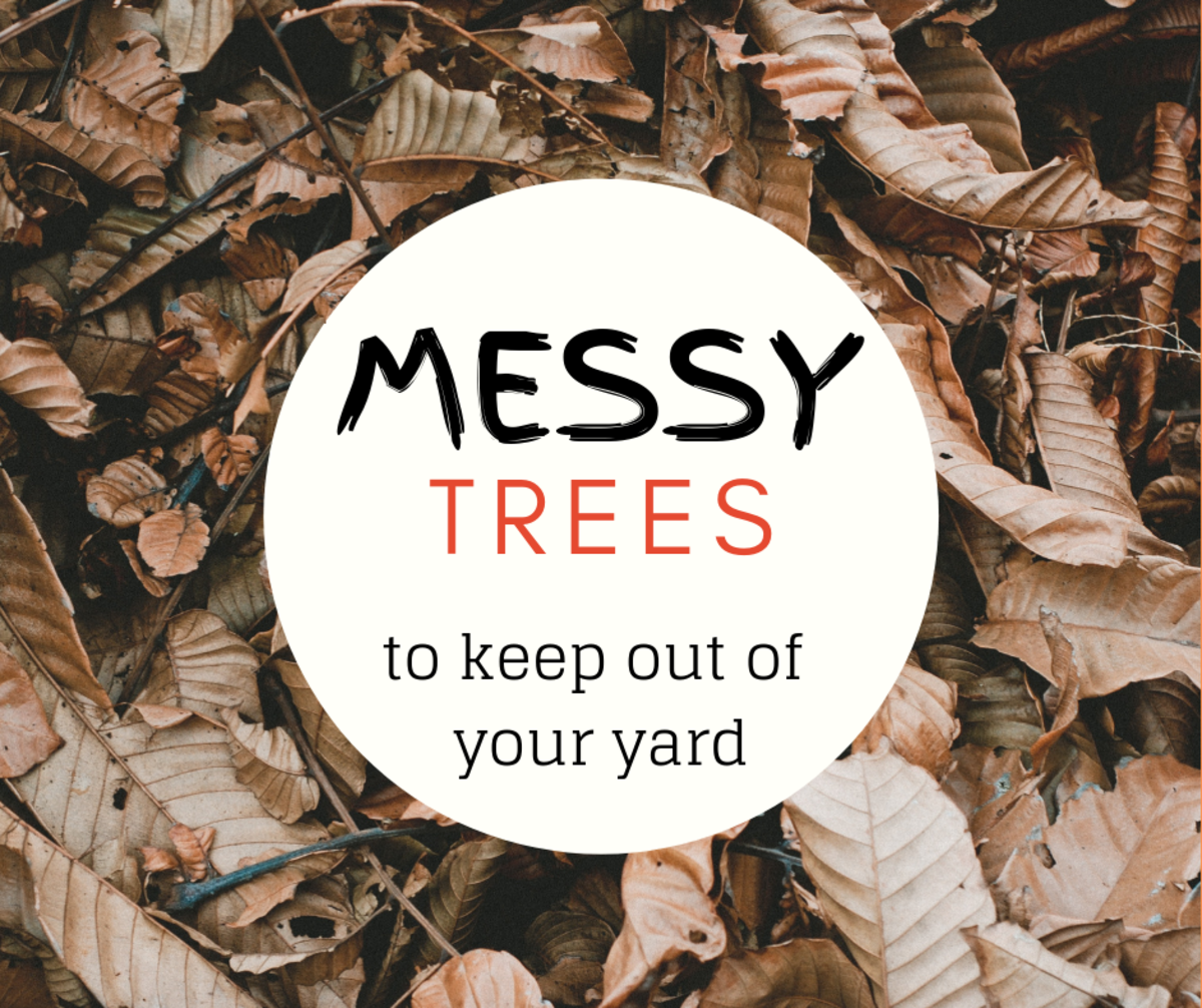 Trees can be a gorgeous and worthwhile addition to your yard . . . or they can be a nightmare. Find out which trees require the least maintenance. 