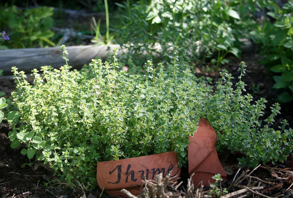 A Sharpie & a broken clay pot are all you need to make a simple plant marker for your garden.